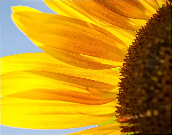 Sunflower -Helianthus annuus-, detailed view of the blossom, Stuttgart, Baden-Wuerttemberg, Germany, Europe