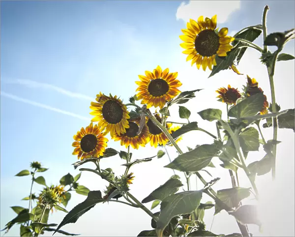 Sunflowers -Helianthus annuus-, backlit, Stuttgart, Baden-Wuerttemberg, Germany, Europe