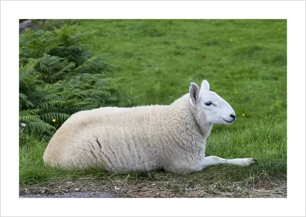 Young sheep, lying, in the Scottish Highlands, Scotland, United Kingdom, Europe