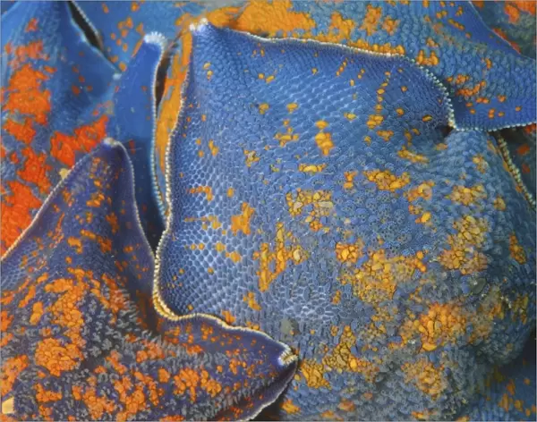 Starfish -Asterina pectinifera, Patiria pectinifera-, Japan Sea, Far East, Primorsky Krai, Russian Federation