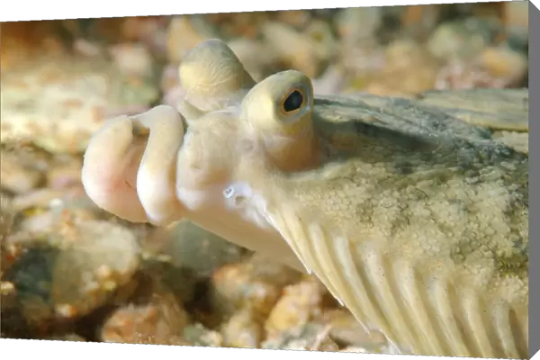 Japanese flounder -Pleuronectes japonicus-, Sea of Japan, Far East, Primorsky Krai, Russian Federation, Sea of Japan, Russia