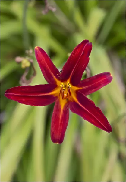 Daylily -Hemerocallis-, red