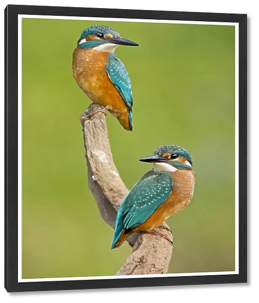 Kingfisher -Alcedo atthis-, young birds, Middle Elbe, Saxony-Anhalt, Germany