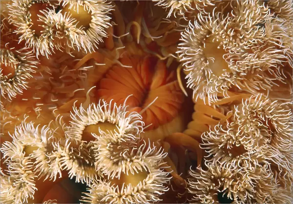 Red senile anemone, Plumose anemone or Frilled anemone -Metridium senile-, Japan Sea, Far East, Primorsky Krai, Russian Federation