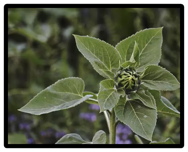 Budding sunflower -Helianthus annuus-