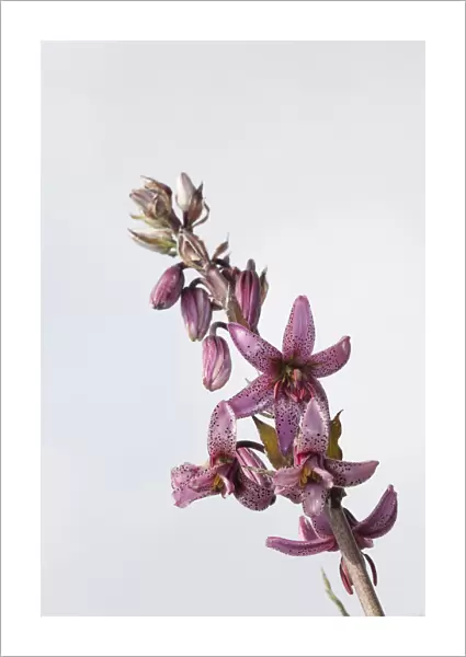 Martagon or Turks Cap Lily -Lilium matagon-, Karerpass, Dolomiten, South Tyrol province, Trentino-Alto Adige, Italy
