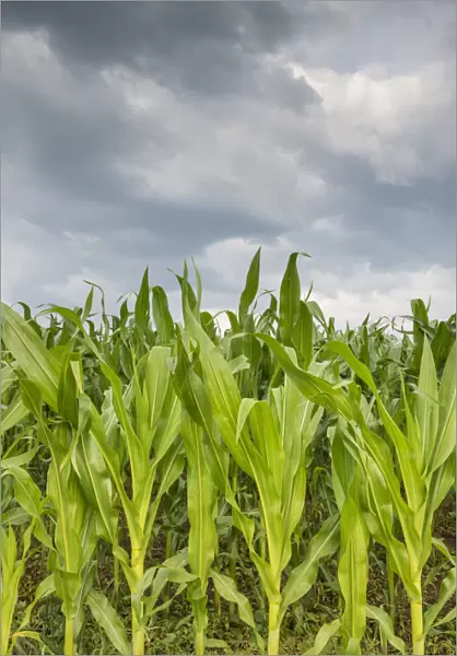 Young corn in a field -Zea mays subsp. mays- under cloudy skies, Baden-Wuerttemberg, Germany, Europe