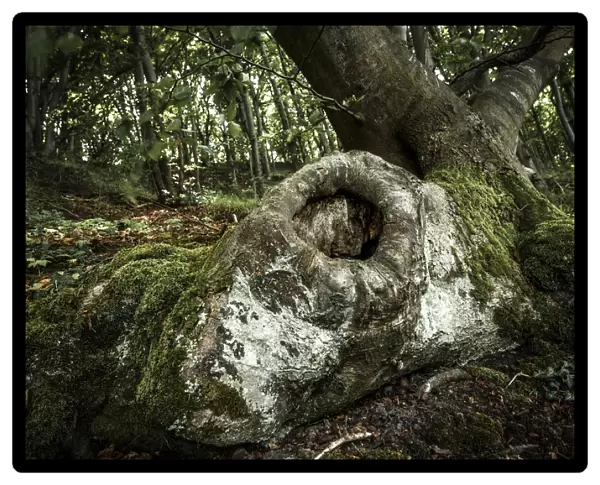 Tree cave in an Ancient Beech -Fagus-, Jasmund National Park, Rugen, Mecklenburg-Western Pomerania, Germany
