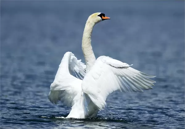 Mute Swan -Cygnus olor- shaking wings, Lake Zug, Zug, Switzerland, Europe