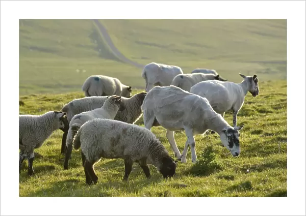 Sheep on a pasture near the Stacks of Duncansby, north coast of Scotland, John o Groats, Freswick, Dunnet, Caithness, Scotland, United Kingdom, Europe