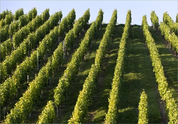 Grape vines, vineyard, Pragsattel, Stuttgart, Baden-Wuerttemberg, Germany, Europe