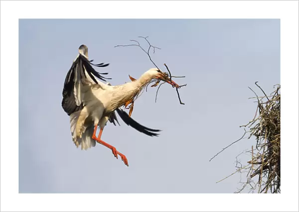 White Stork -Ciconia ciconia- approaching to land with nesting material, North Hesse, Hesse, Germany