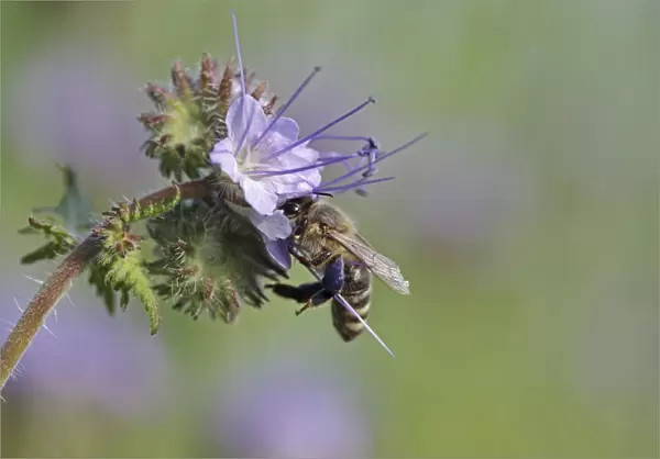 Bee -Apis sp. -, on a purple flower, Phacelia, Scorpionweed or Heliotrope -Phacelia sp. -, Baden-Wuerttemberg, Germany, Europe