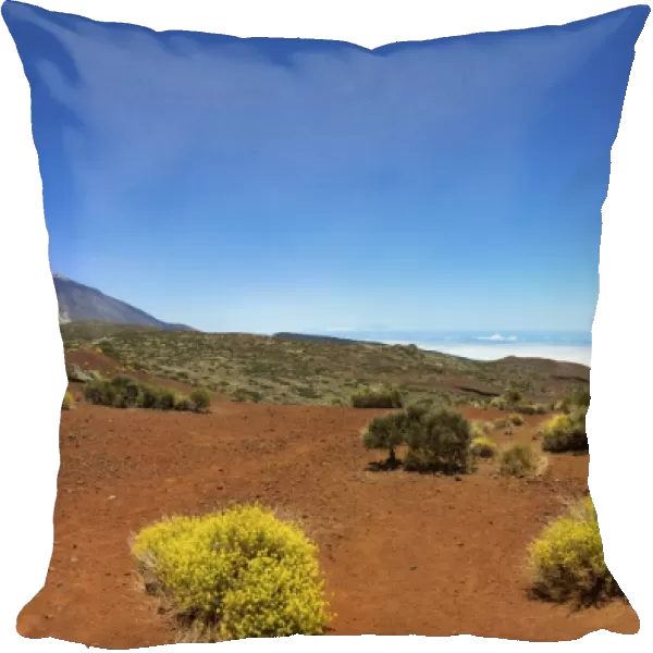 Landscape with vegetation typical of the Parque Nacional de las Canadas del Teide, Teide National Park, UNESCO World Natural Heritage Site, with Mount Teide volcano at the rear, Montijos, Lomo Incienso, Realejos, Tenerife, Canary Islands, Spain