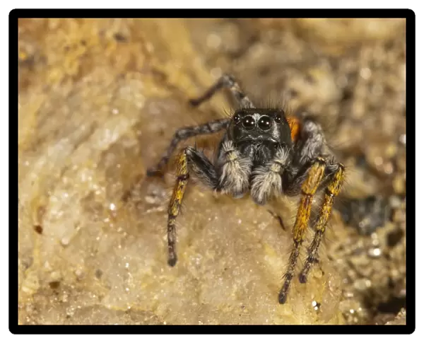Jumping Spider -Philaeus chrysops-, male, Lake Kerkini region, Greece, Europe