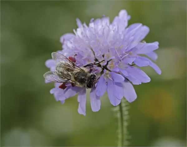Honey bee -Apis sp. -, on a Field Scabious -Knautia arvensis-, Baden-Wuerttemberg, Germany, Europe