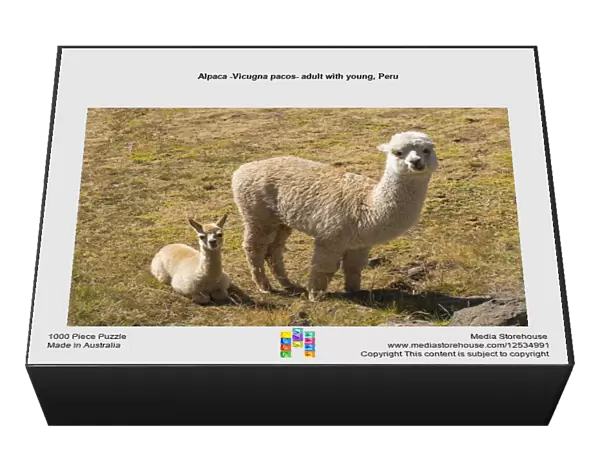 Alpaca -Vicugna pacos- adult with young, Peru