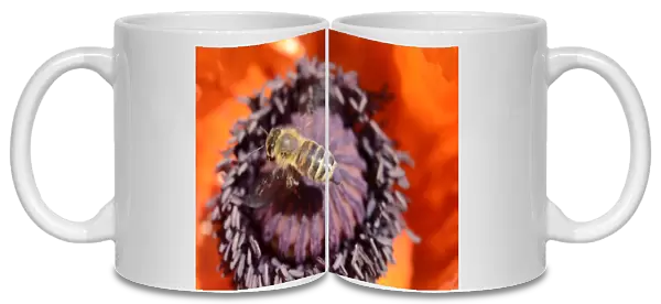 Honey bees -Apis mellifera var carnica- in flight on pistil and pollen of a poppy flower, Oriental Poppy -Papaver orientale-
