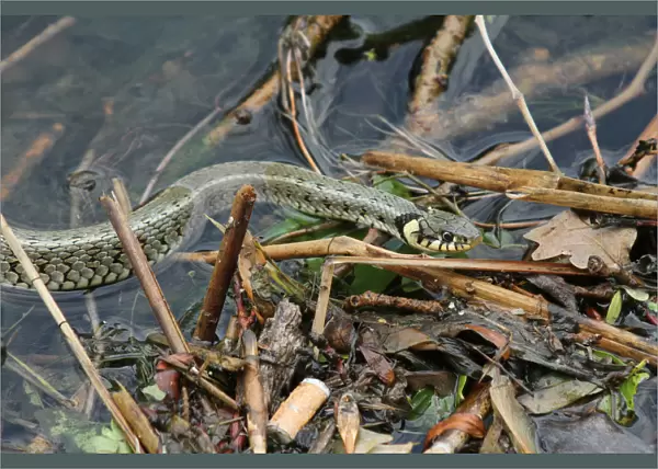 Grass snake -Natrix natrix- in the water, Lake Balaton, Hungary, Europe