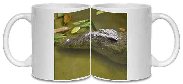 Nile crocodile or common crocodile -Crocodylus niloticus-, A Limbe, Carmoon, Central Africa, Africa