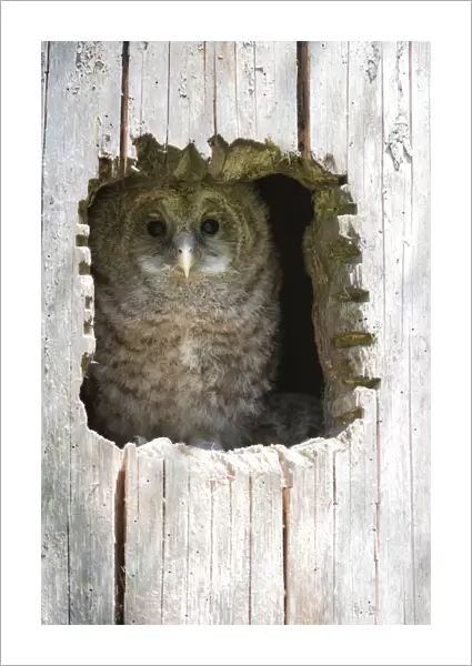 Juvenile Ural Owl -Strix uralensis-, Neuschoenau outdoor animal enclosure, Bavarian Forest, Bavaria, Germany, Europe, PublicGround