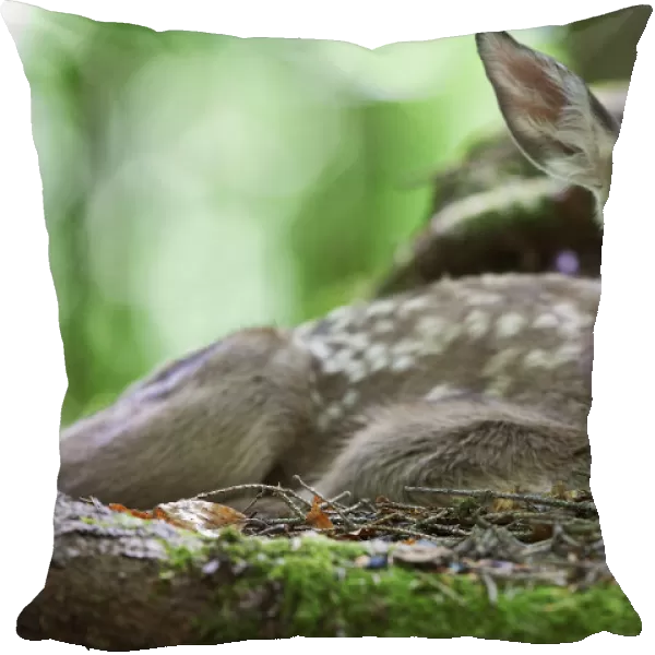 Fallow deer -Dama dama-, fawn, Neuschoenau outdoor animal enclosure, Bavarian Forest, Bavaria, Germany, Europe, PublicGround