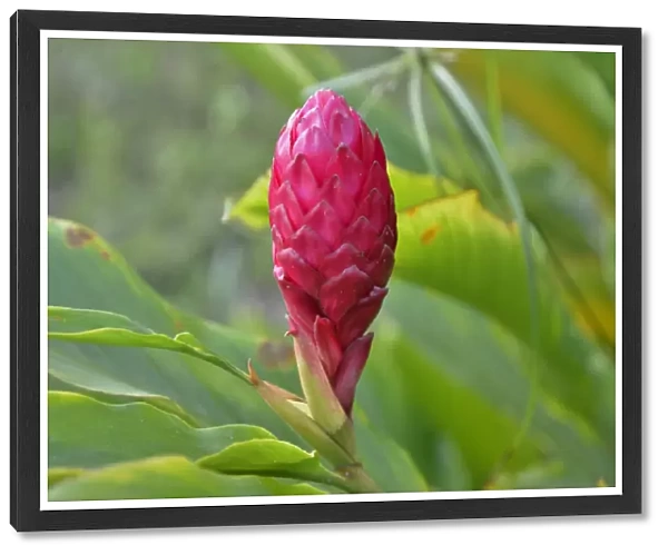 Ginger flower -Zingiber officinale-, Cameroon, Central Africa, Africa