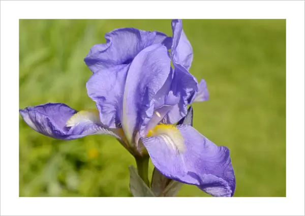 Blue Iris Barbata flower -Iris barbata elatior-, hybrid