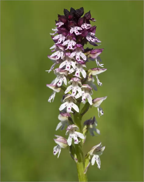 Burnt Orchid -Orchis ustulata-, Bargau, Baden-Wuerttemberg, Germany, Europe