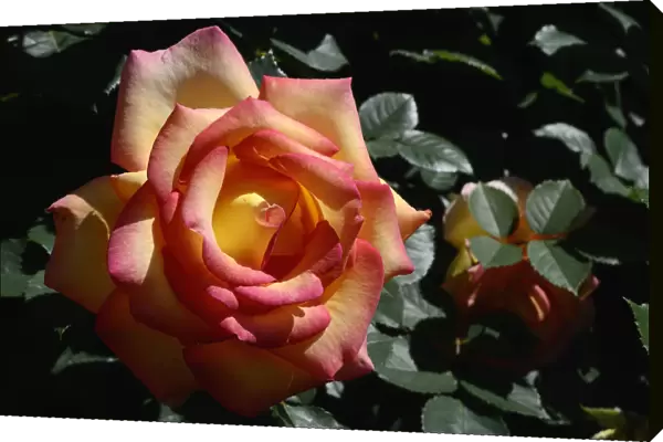 Rose -Rosa sp. -, flower, Moriani, Corsica, France, Europe