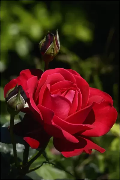 Red rose -Rosa sp. -, flower, Moriani, Corsica, France, Europe