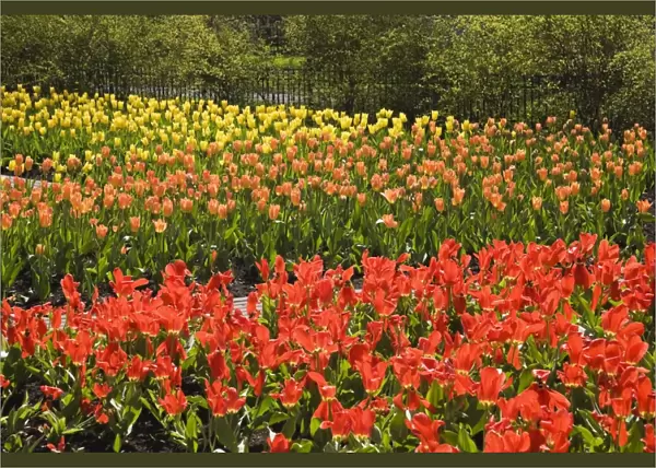 Red, orange and yellow tulip beds in a public garden at springtime, Old Terrebonne, Quebec, Lanaudiere, Canada