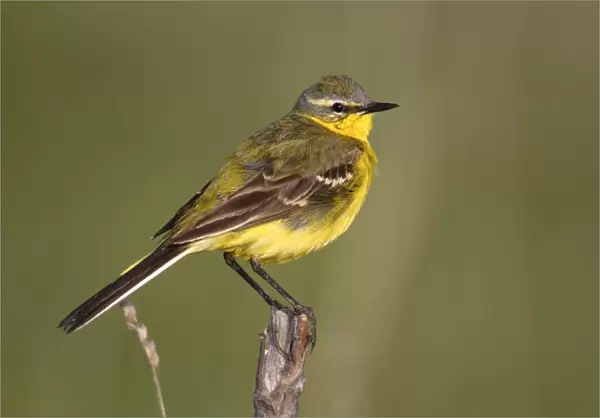 Yellow wagtail -Motacilla flava-, male singing, perched on its song post, Lake Neusiedl, Burgenland, Austria, Europe