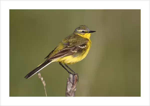 Yellow wagtail -Motacilla flava-, male singing, perched on its song post, Lake Neusiedl, Burgenland, Austria, Europe
