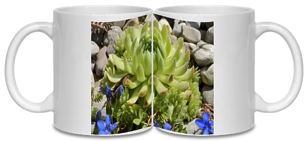 Echeveria -Echeveria minima-, succulent plant with hairy leaves, in a rock garden
