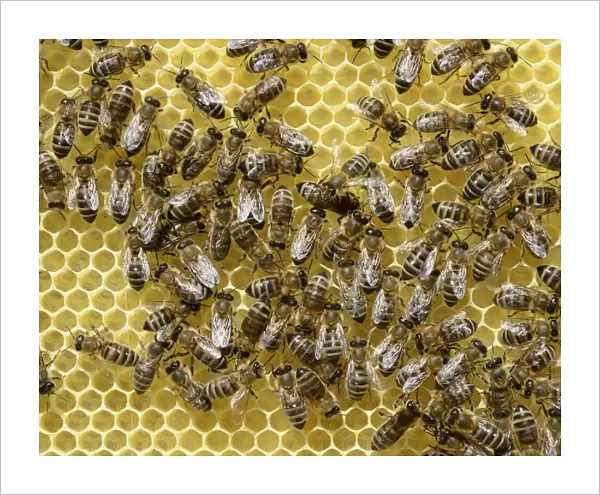 Newly developed honeycomb with worker bees -Apis mellifera var. carnica-