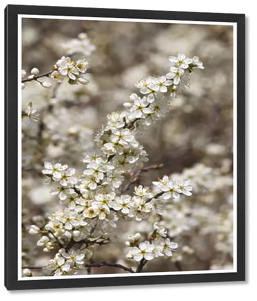 Flowering Blackthorn or Sloe -Prunus spinosa-