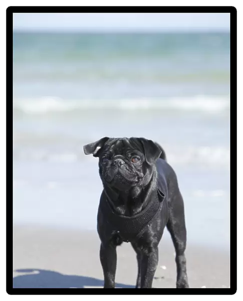 Black pug standing on a beach