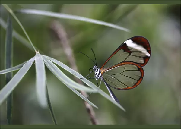 Glasswinged butterfly -Greta oto-, Mainau island, Baden-Wuerttemberg, Germany, Europe