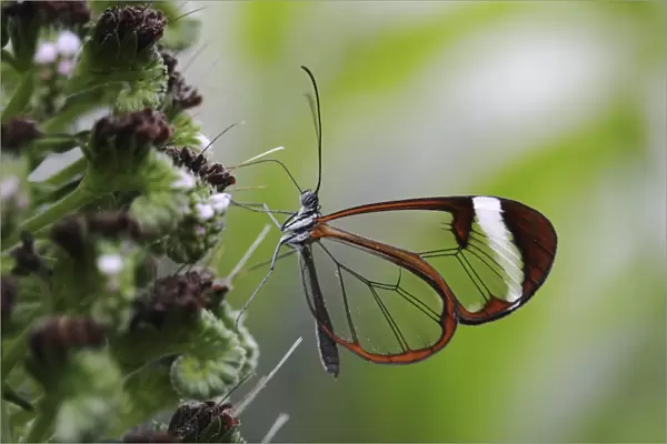 Glasswinged butterfly -Greta oto-, food intake, Mainau island, Baden-Wuerttemberg, Germany, Europe