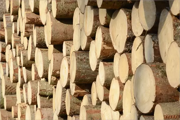 Stack of freshly cut spruce logs, Raubling, Bavaria, Germany
