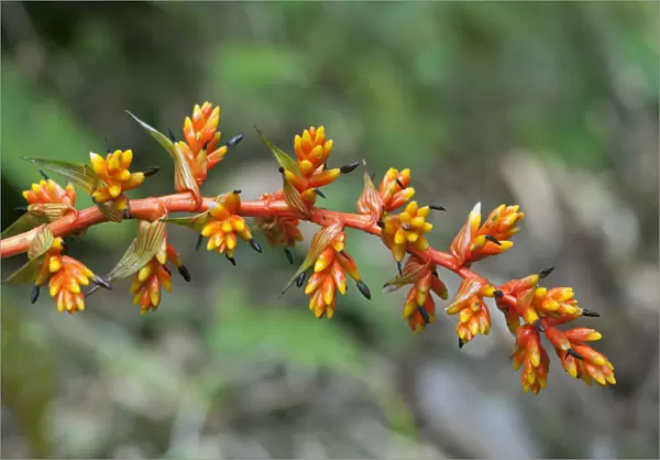 Guzmania rubrolutea -Bromeliad family-, blossom, in habitat, Tandayapa region, Andean cloud forest, Ecuador, South America
