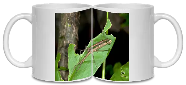 Mating stick insects -Phasmatodea spec. - exhibiting sexual dimorphism, mating, Tandayapa region, Andean cloud forest, Ecuador