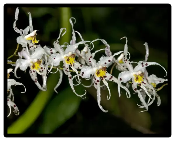 Wild Orchid flower -Odontoglossum sp. -, Tandayapa region, Andean cloud forest, Ecuador, South America