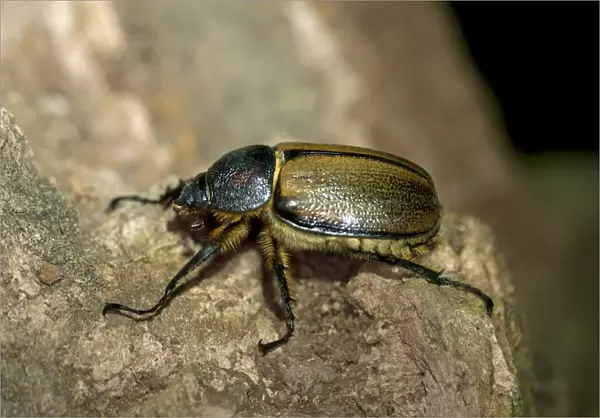 Scarab beetle -Scarabaeidae-, Tandayapa region, Andean cloud forest, Ecuador, South America