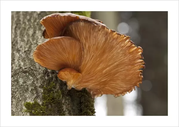 Oyster mushroom -Pleurotus ostreatus-, growing on a tree trunk, Wipperfuerth, North Rhine-Westphalia, Germany, Europe