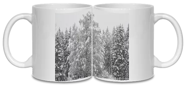 Heavy snowfall in a spruce mixed forest, branches of a birch tree bent by the snow load, near Raubling, alpine upland, Bavaria, Germany, Europe