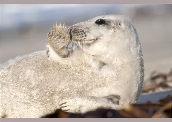 Grey Seal -Halichoerus grypus-, pup waving with fin, Helgoland, Schleswig-Holstein, Germany