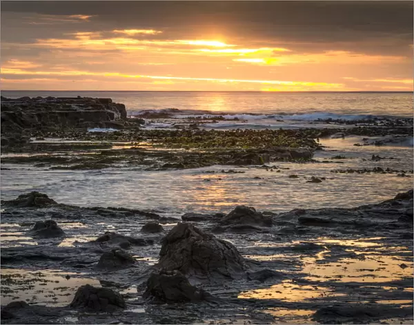 Landscape with sunset on the rocky coast, Curio Bay, The Catlins, South Island, New Zealand