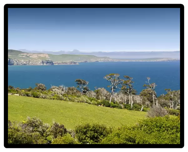 Coastline with pasture land and Kanuka trees -Kunzea ericoides-, Catlins, South Island, New Zealand